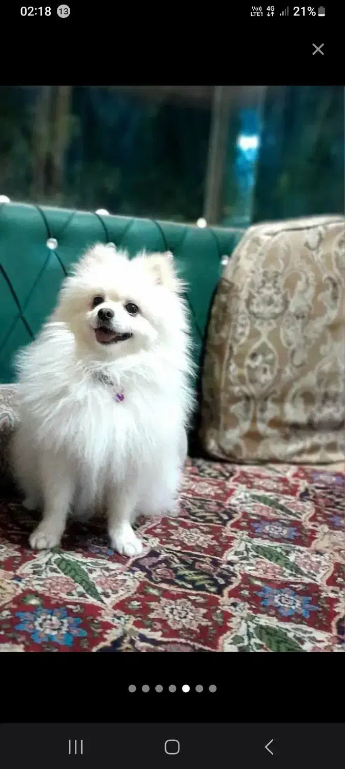 سگ گمشده در بیشه کلا|حیوانات|سرخرود, |دیوار