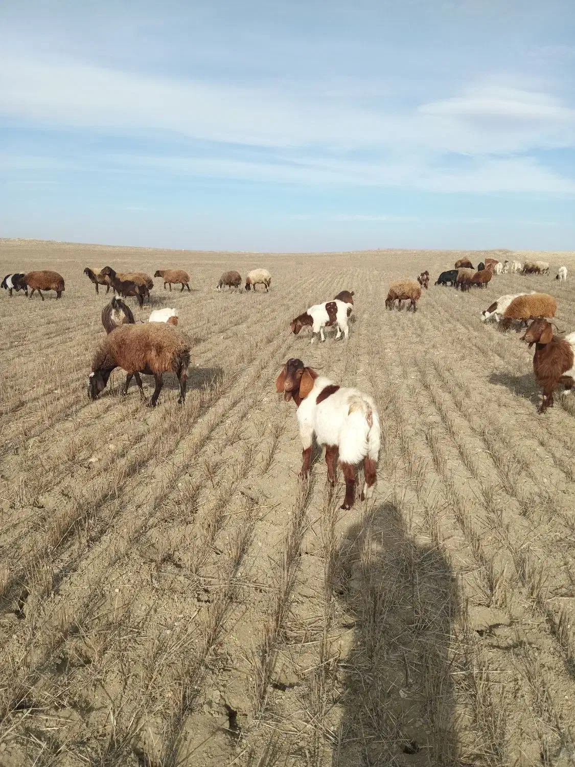 بزغاله نر گوشتی|حیوانات مزرعه|اردبیل, |دیوار