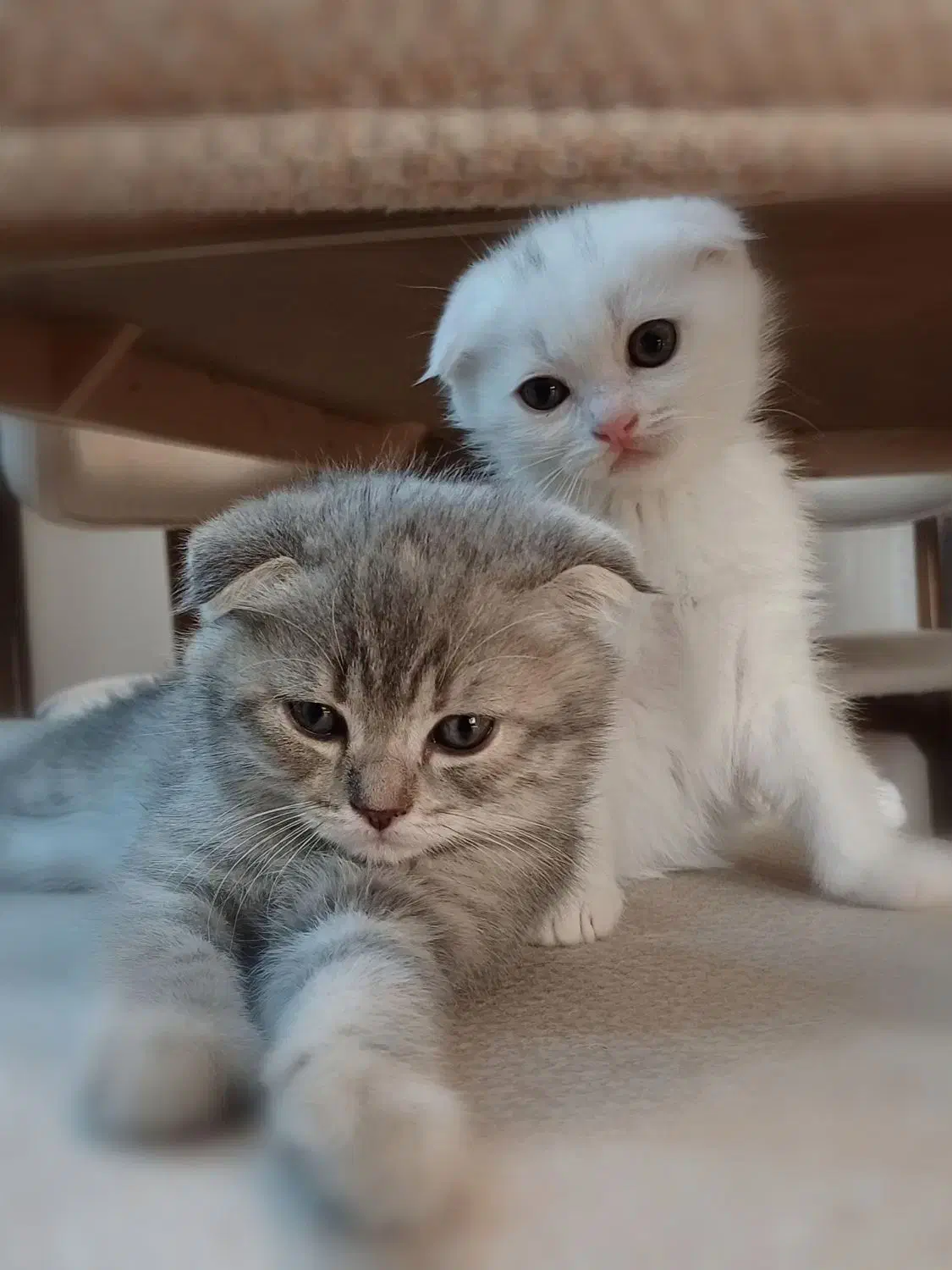 گربه اسکاتیش فولد|گربه|بندرعباس, |دیوار