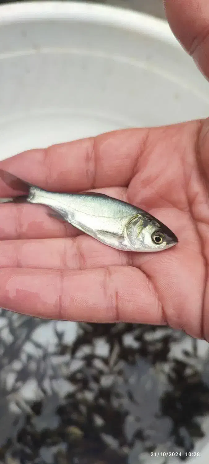 کپور ریز مو جود شد|ماهی|گرگان, |دیوار