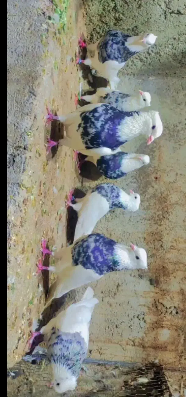 کبوتر طوقی|پرنده|کرمانشاه, |دیوار