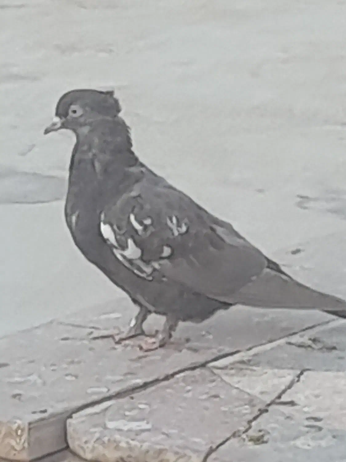 یه جفت جوجه سینه سیاه و قهوه ای|پرنده|طسوج, |دیوار