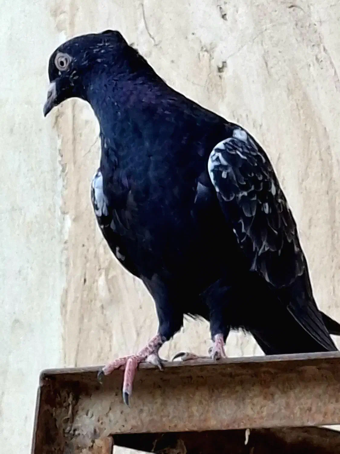سینه کله|پرنده|کاشمر, |دیوار