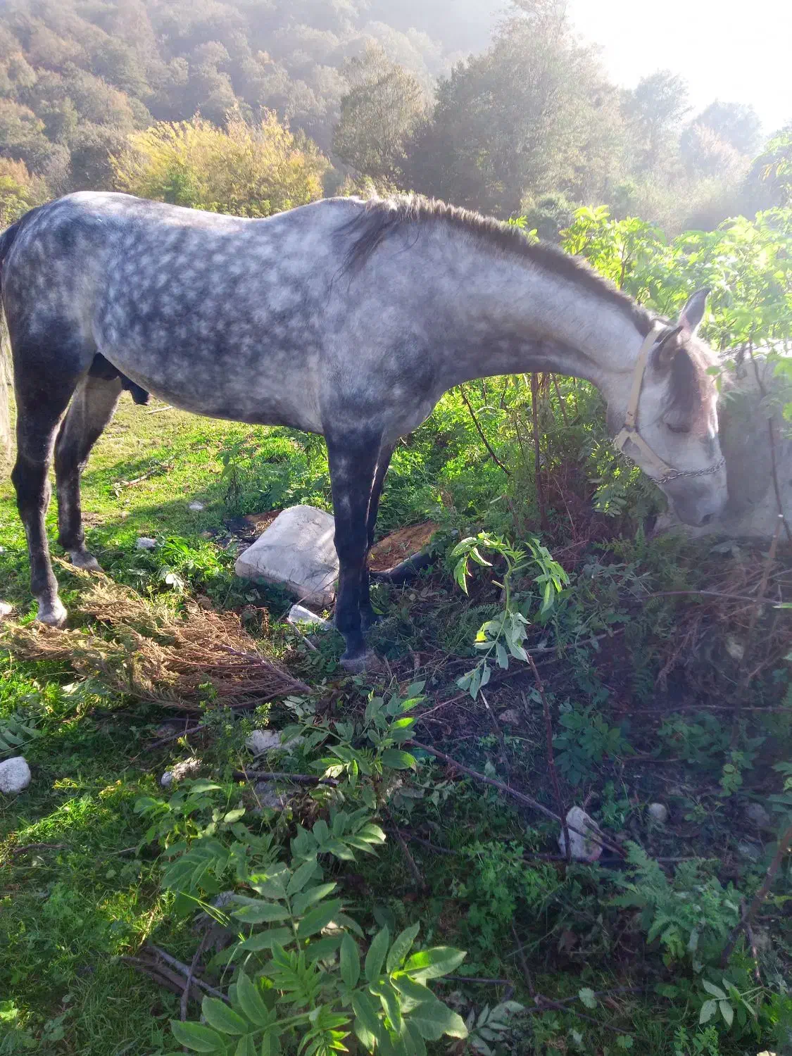 فروش اسب نریان۵سال|اسب و تجهیزات اسب‌سواری|نوشهر, |دیوار