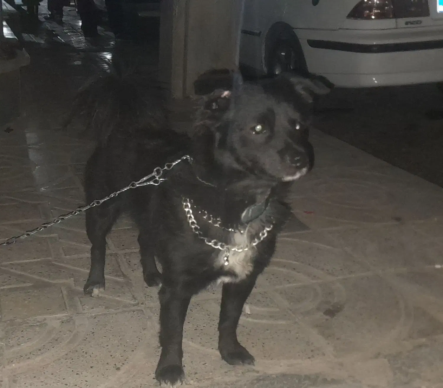 سگ گمشده|حیوانات|محمدشهر, سیدآباد|دیوار