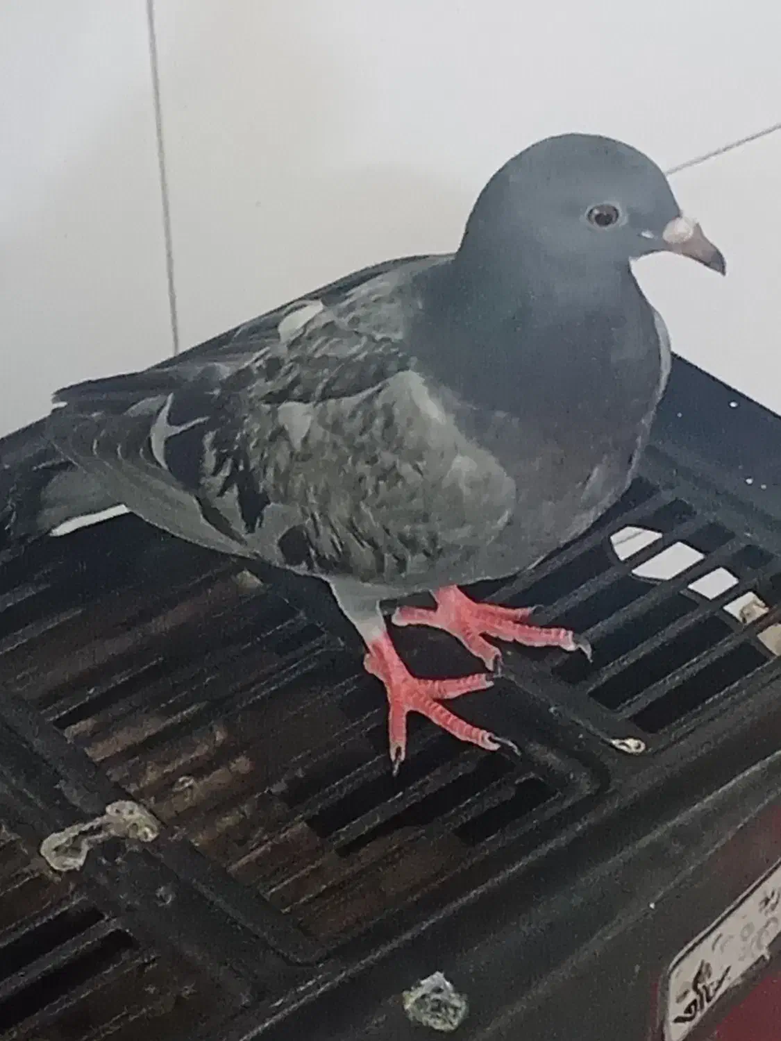 کبوتر خوشگل و خوش رنگ|پرنده|آبیک, |دیوار