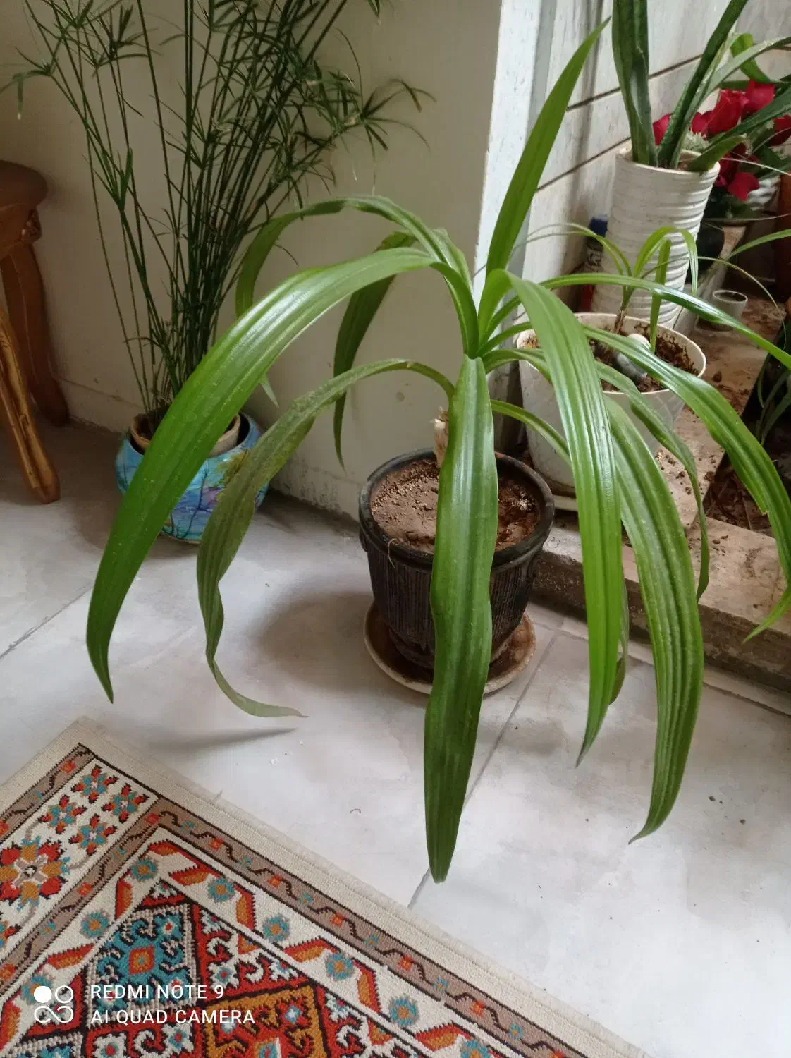 2عدد گل ذرتی شاداب و سر اولی 7ساله بزرگ دومی 3ساله|گل و گیاه طبیعی|شیراز, پانصد دستگاه ارتش|دیوار