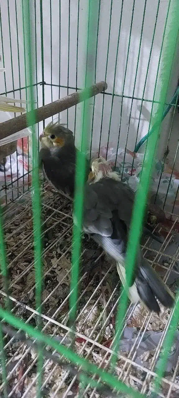 فروش بجه عروس هلندی فریدونکنار|پرنده|فریدون‌کنار, |دیوار