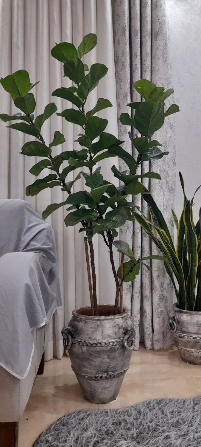 گل لیراتا|گل و گیاه طبیعی|رشت, پیرکلاچای|دیوار