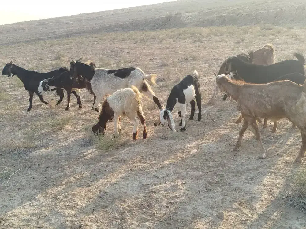 بزو بزغاله ملاثانی روستای..|حیوانات مزرعه|باوی, |دیوار