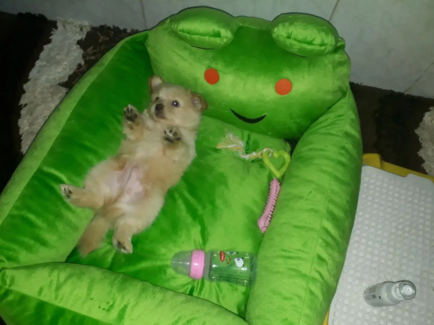 توله پامر روباهی و شیتزو سوپر|سگ|مشهد, شهید بصیر|دیوار