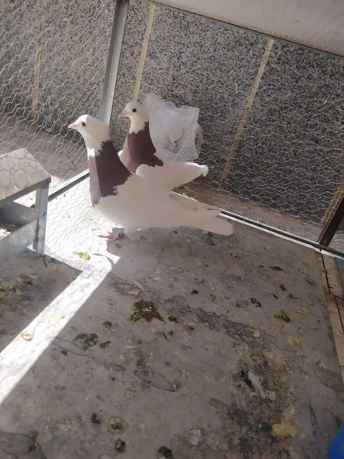 ۶عددطوقی بایه قفس تمام  استیل ۶طبقه|پرنده|دهاقان, |دیوار