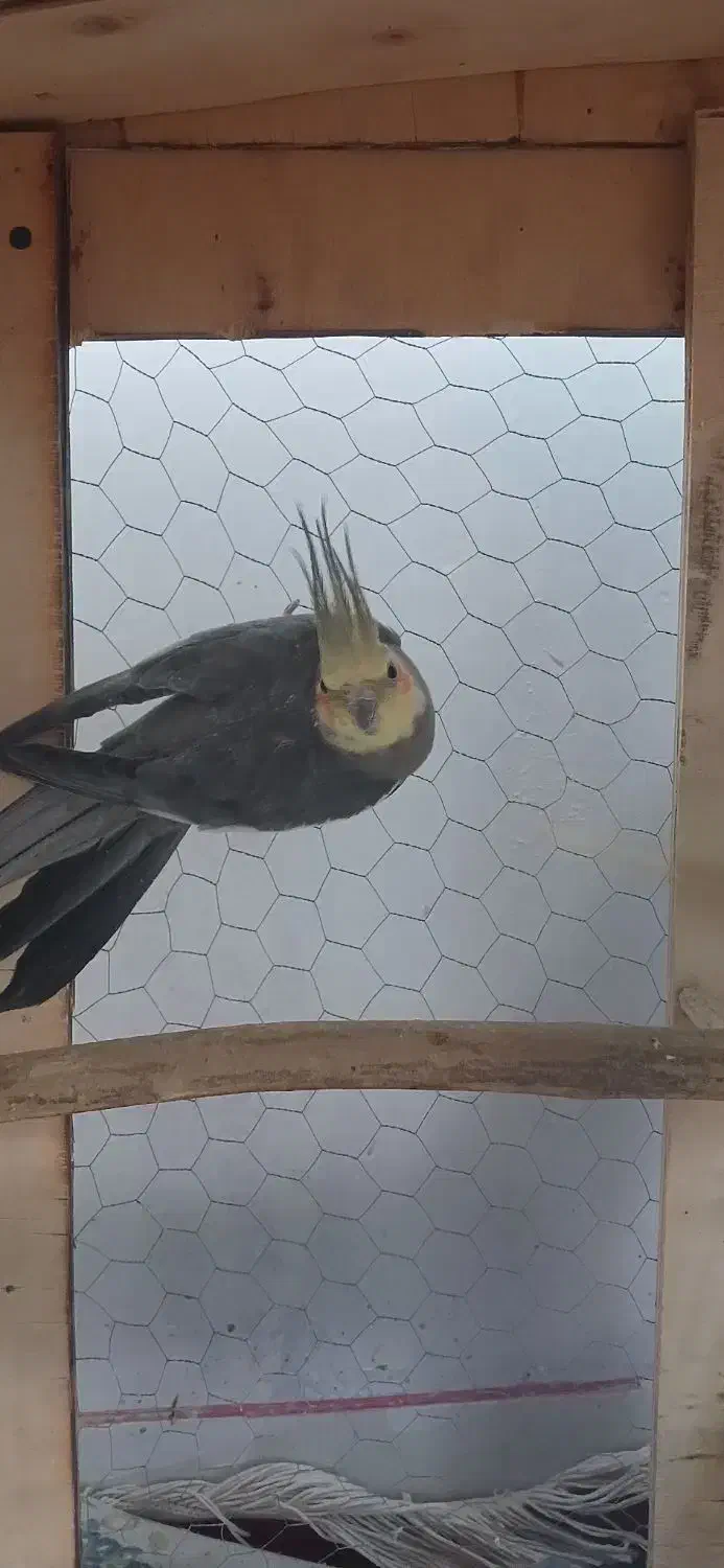 معاوضه با ملنگو|پرنده|کرمان, |دیوار