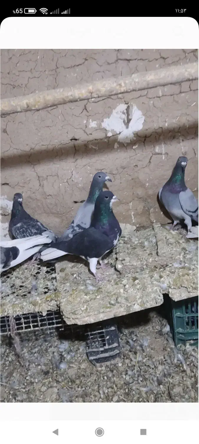 کبوتر دورگ|پرنده|ششده و قره بلاغ, |دیوار