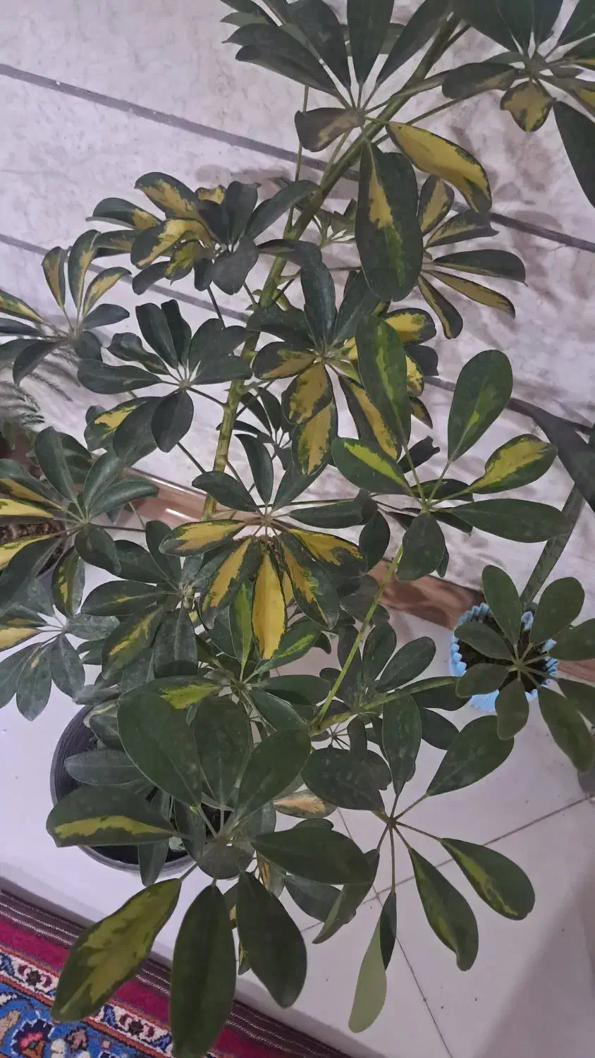 گل و گیاه شفلرا|گل و گیاه طبیعی|مشهد, سناباد|دیوار