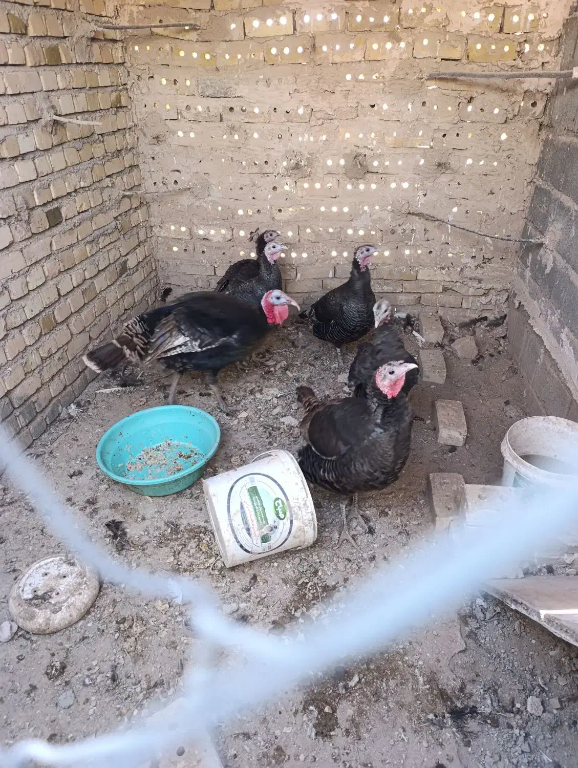 بوقلمون و طاقچه مرغ و خروس|حیوانات مزرعه|نیشابور, ابراهیمی|دیوار