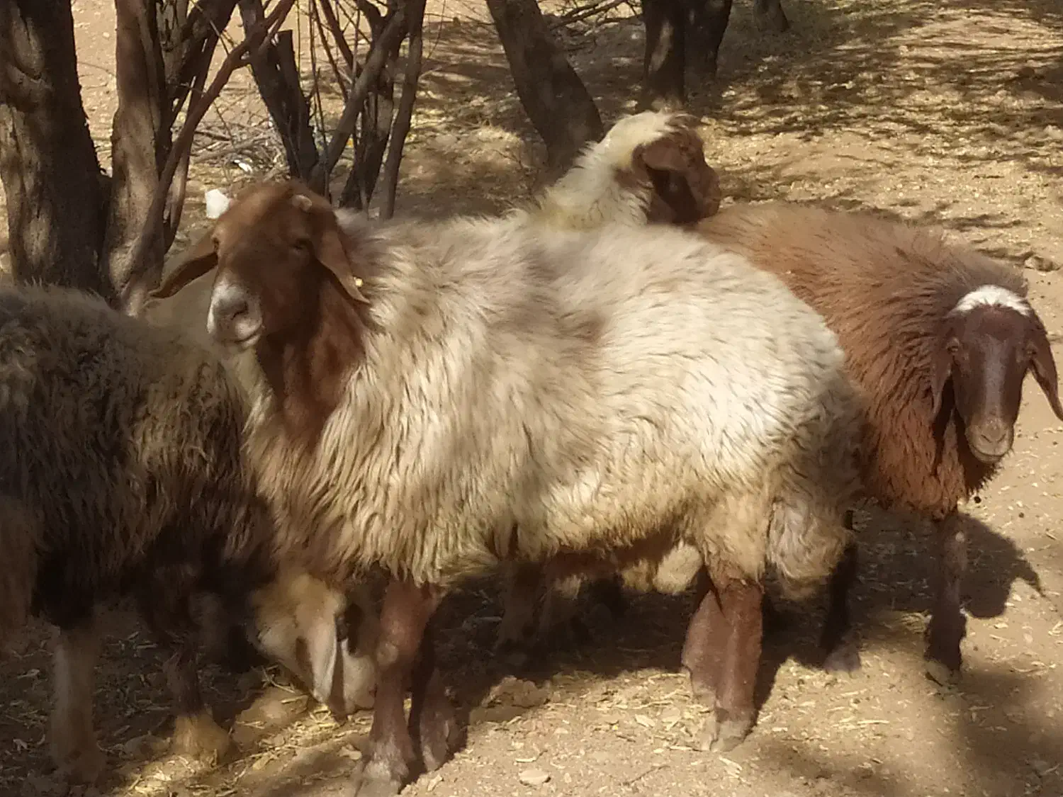 قوچ افشار|حیوانات مزرعه|خانمیرزا, |دیوار