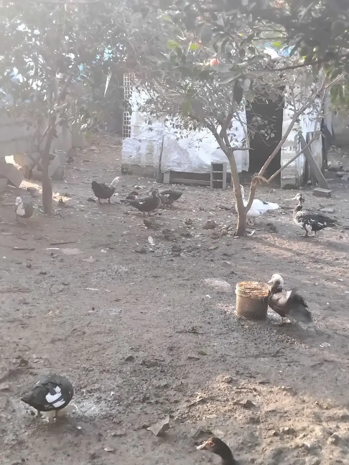 فروش کلی اردک|حیوانات مزرعه|رضوانشهر, |دیوار