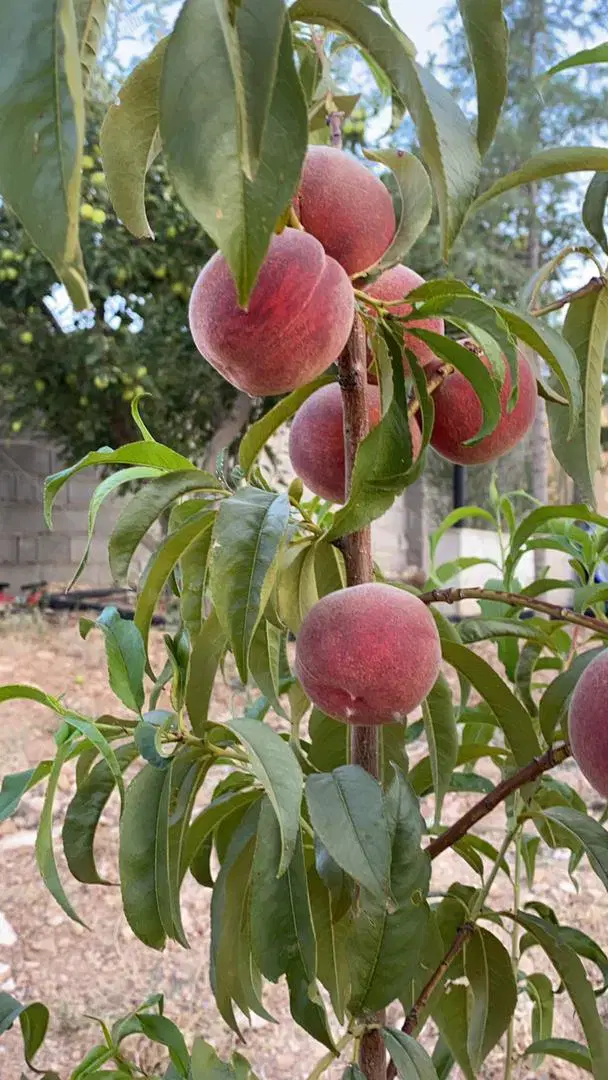 تصویر 2