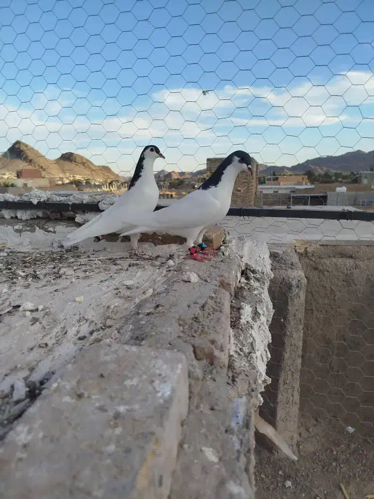 یک جفت نرو ماده|پرنده|سراوان, |دیوار