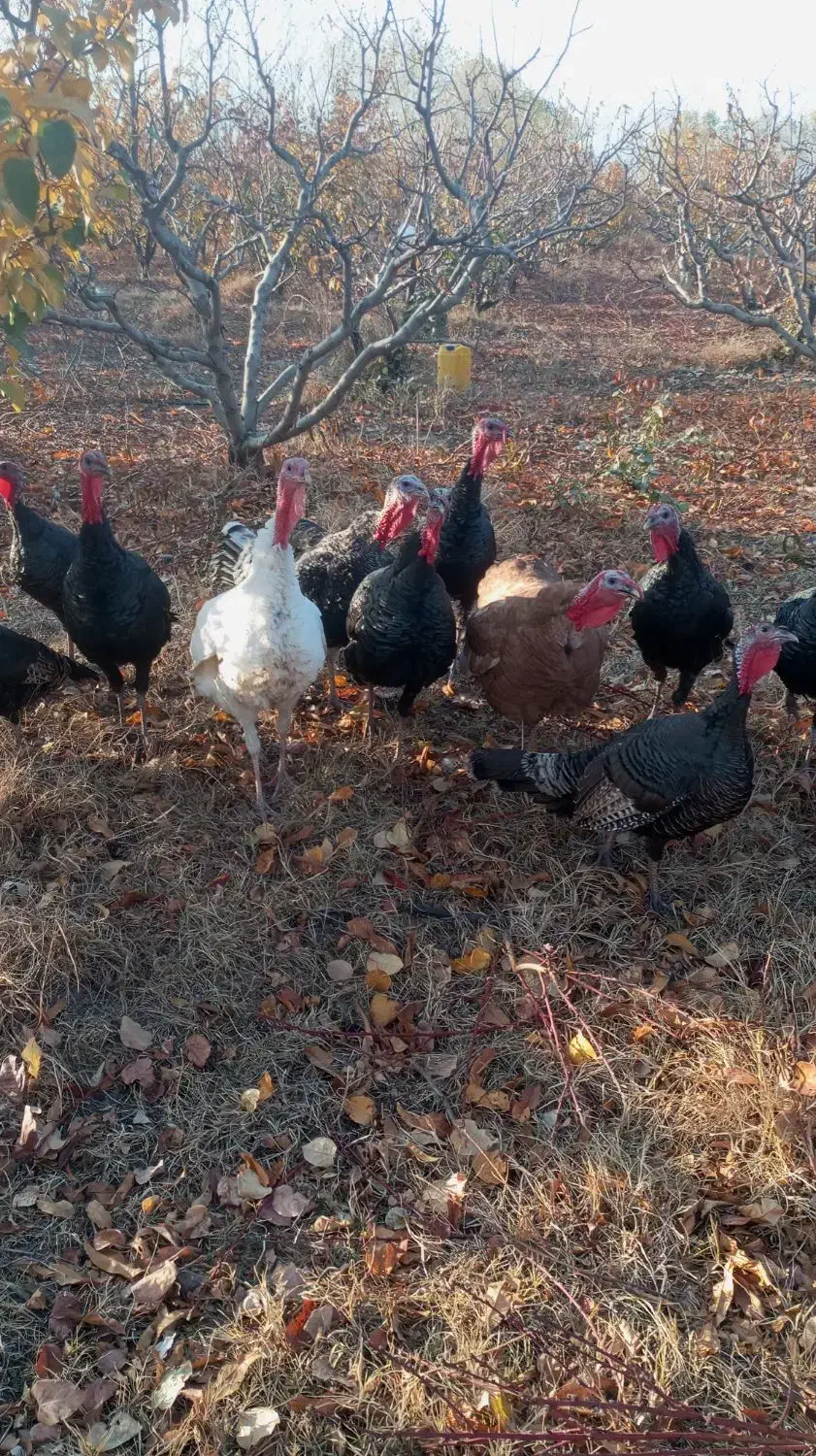 بوقلمون|حیوانات مزرعه|مشگین شهر, |دیوار