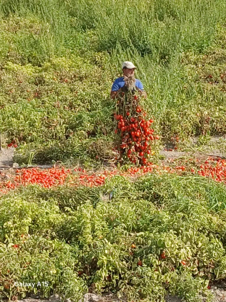 بذر دستی گوجه بدرو|گل و گیاه طبیعی|مرودشت, رودبال|دیوار