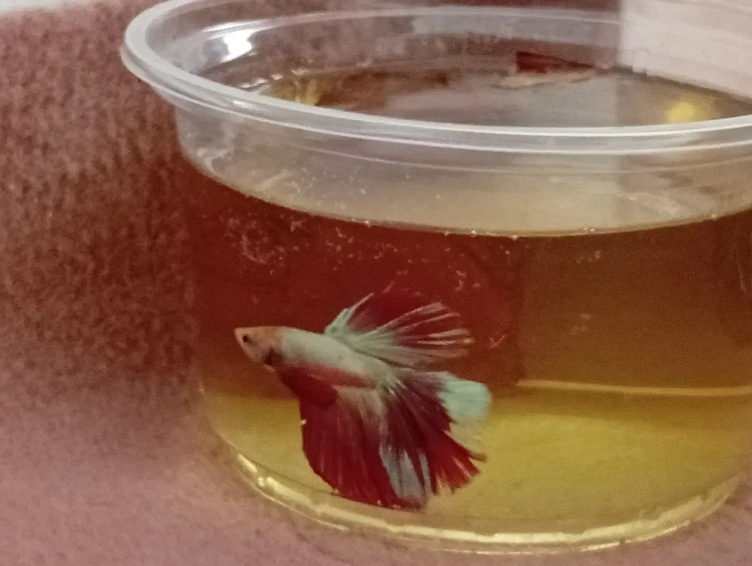 فروش فایتر|ماهی|نقده, |دیوار