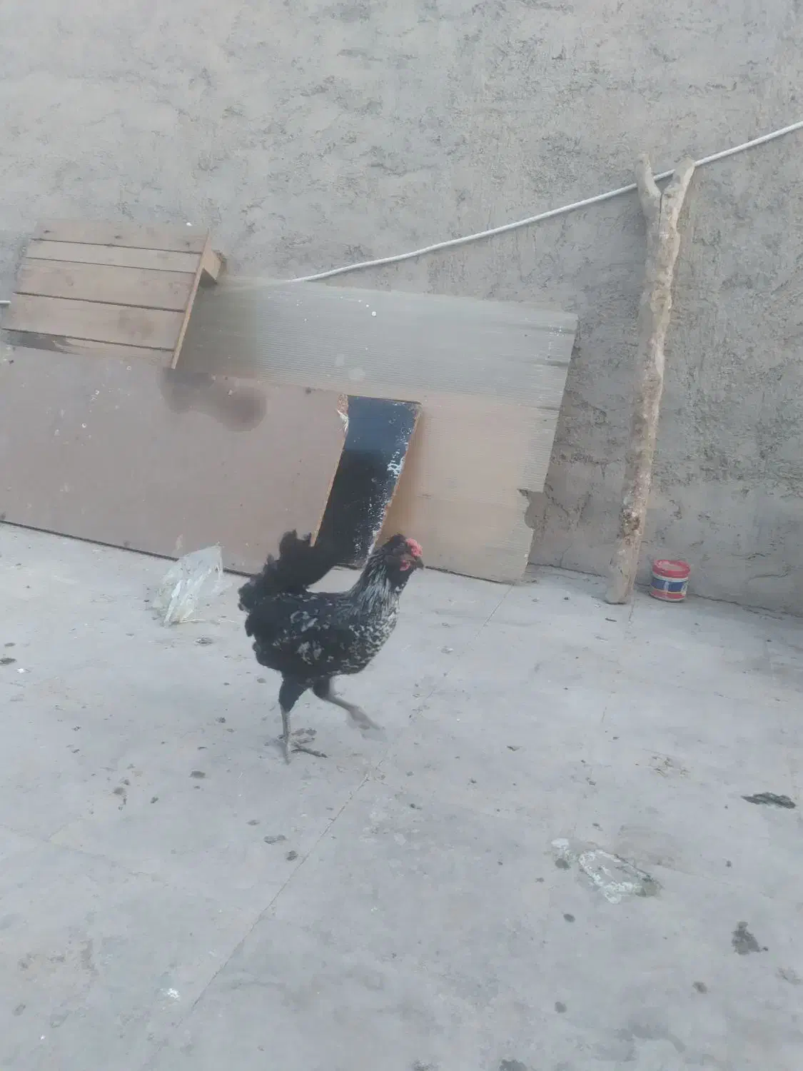 خروس گالین|حیوانات مزرعه|قم, دروازه چوبی|دیوار