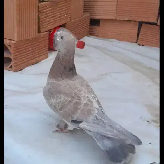 دو عدد نر شهرستانی|پرنده|بومهن, |دیوار