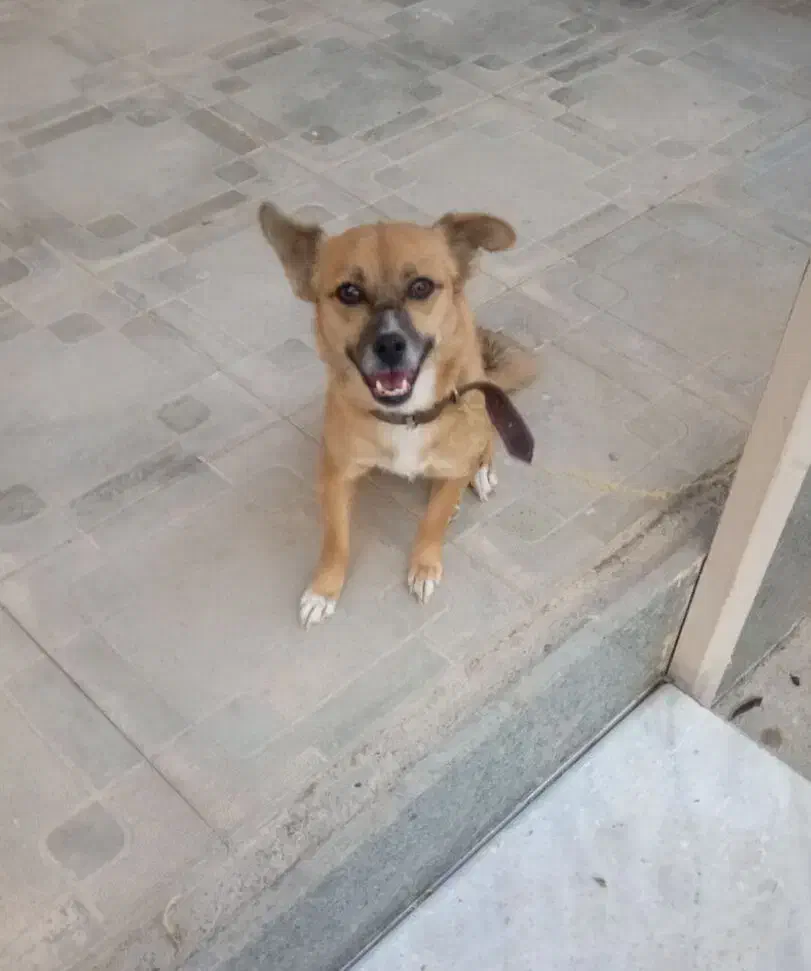 سگ میکس اشپیتز|سگ|گلبهار, نوبهار|دیوار