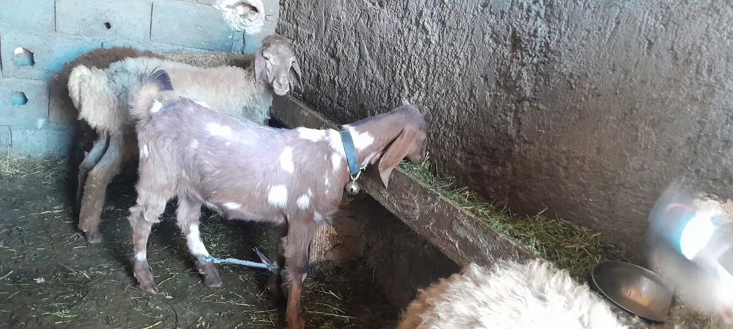 بزغاله اصل عراقی|حیوانات مزرعه|اهر, |دیوار