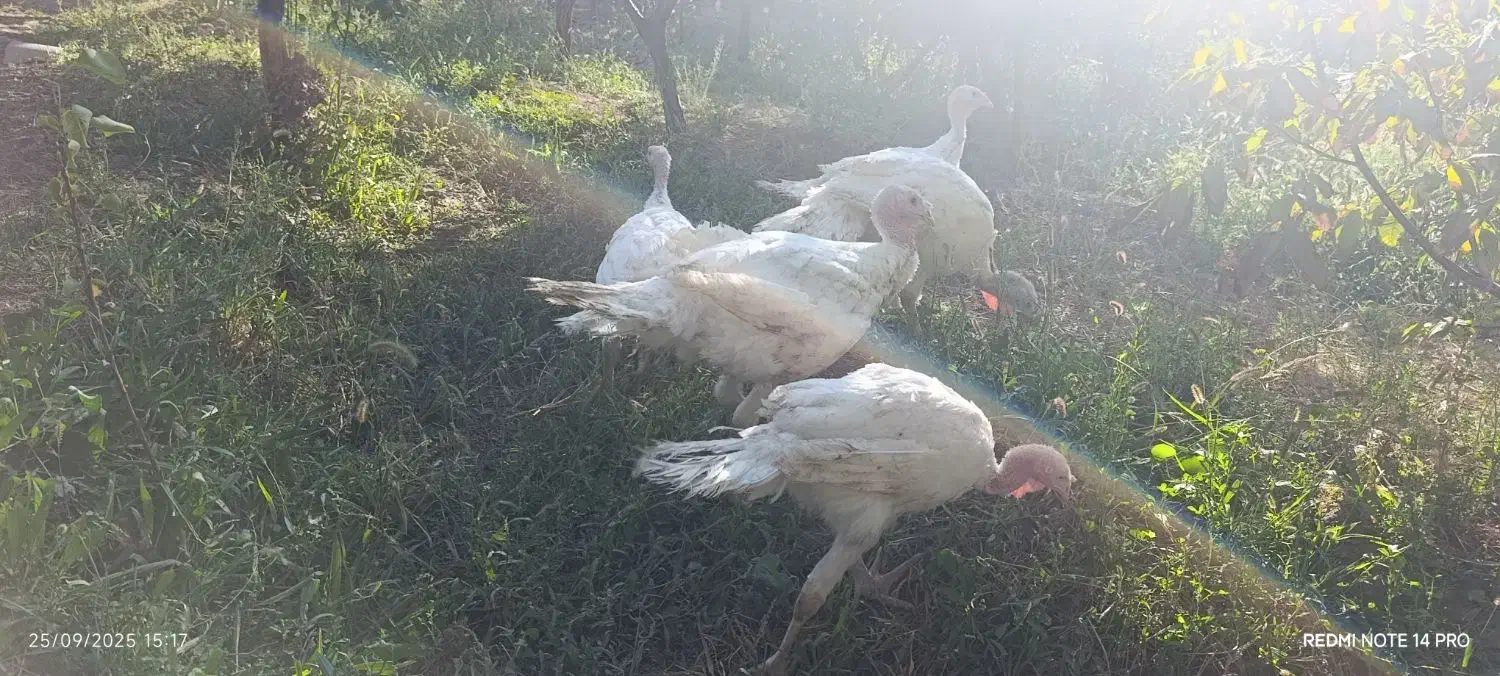 فروش ویژه بوقلمون گوشتی|حیوانات مزرعه|شاهرود, |دیوار