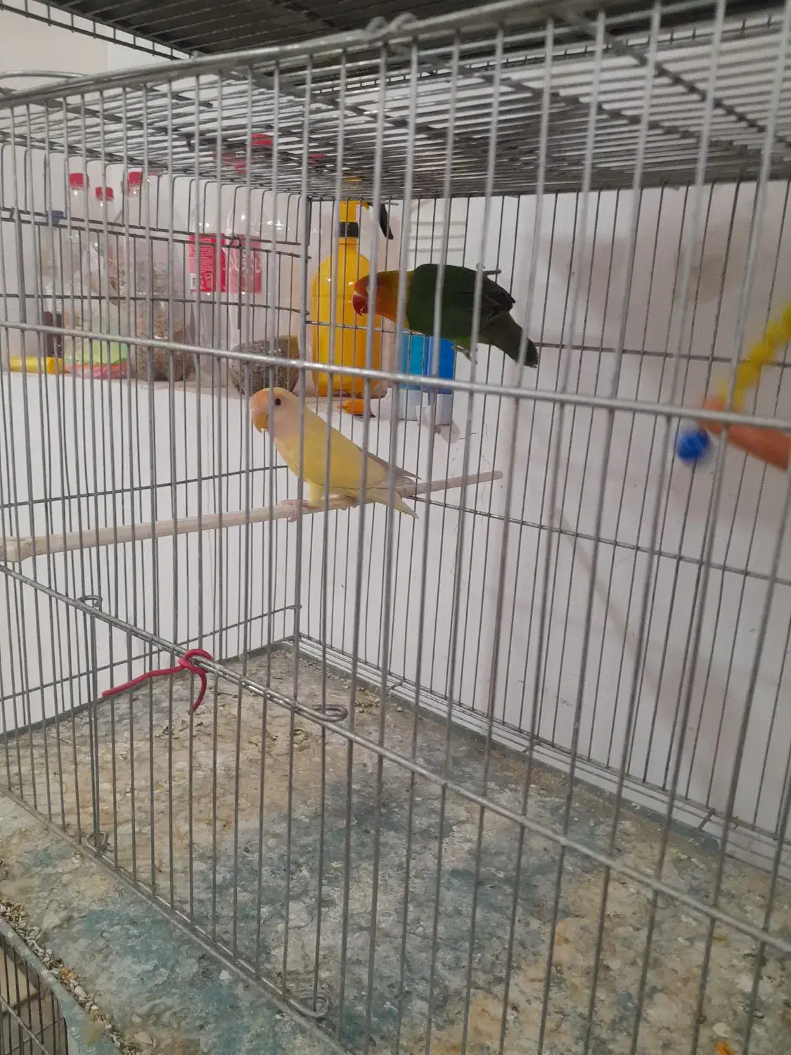 فروش تعدادی کوتوله و عروس هلندی|پرنده|رفسنجان, |دیوار