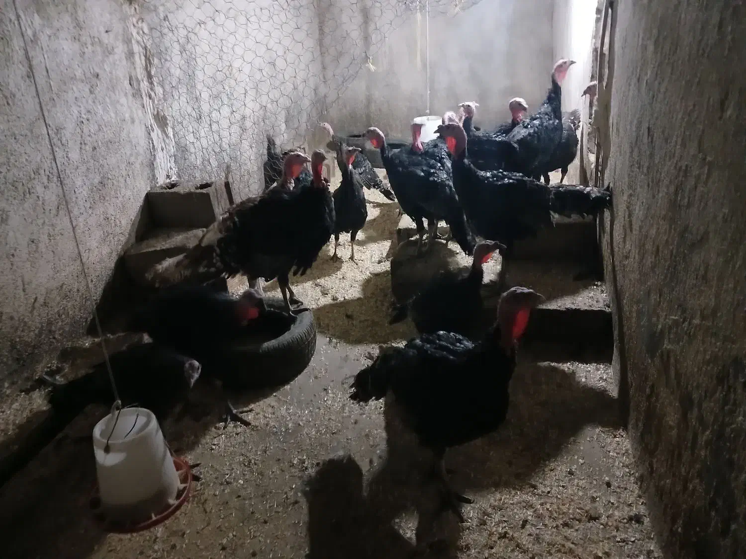 بوقلمون چهار ماهه|حیوانات مزرعه|همدان, |دیوار