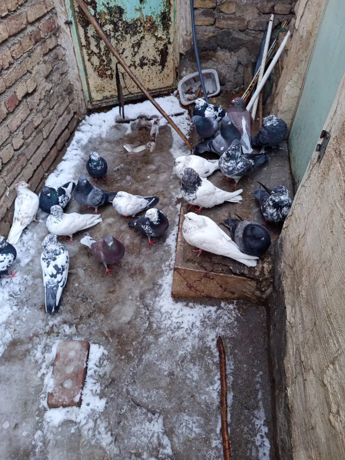 کبوتر|پرنده|هریس, |دیوار