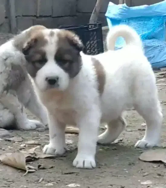 آلابای اصیل فی فقط سه|سگ|رشت, ترمینال|دیوار