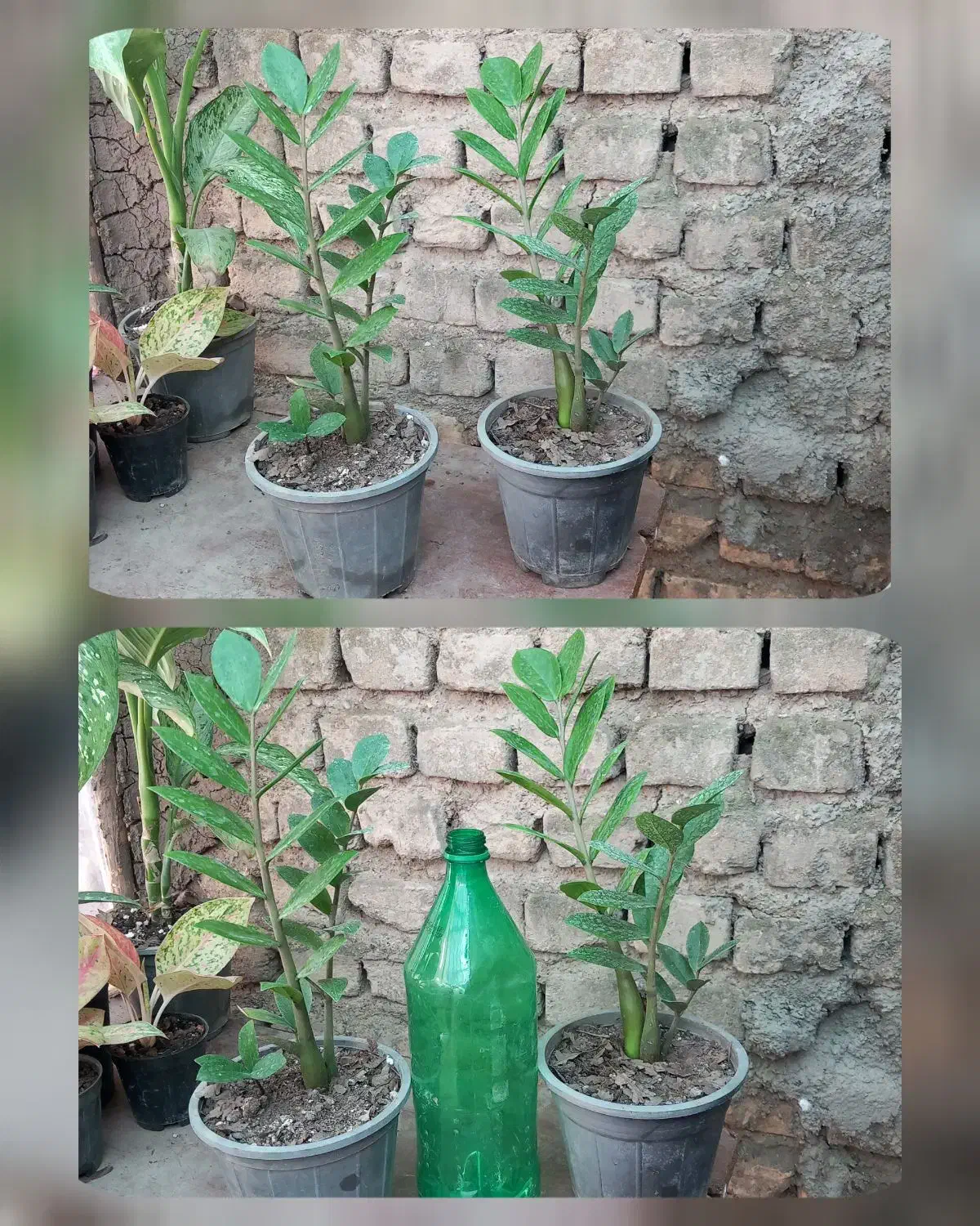 فلیدندرون. زاموفیلیا. فیکوس..|گل و گیاه طبیعی|مینودشت, |دیوار