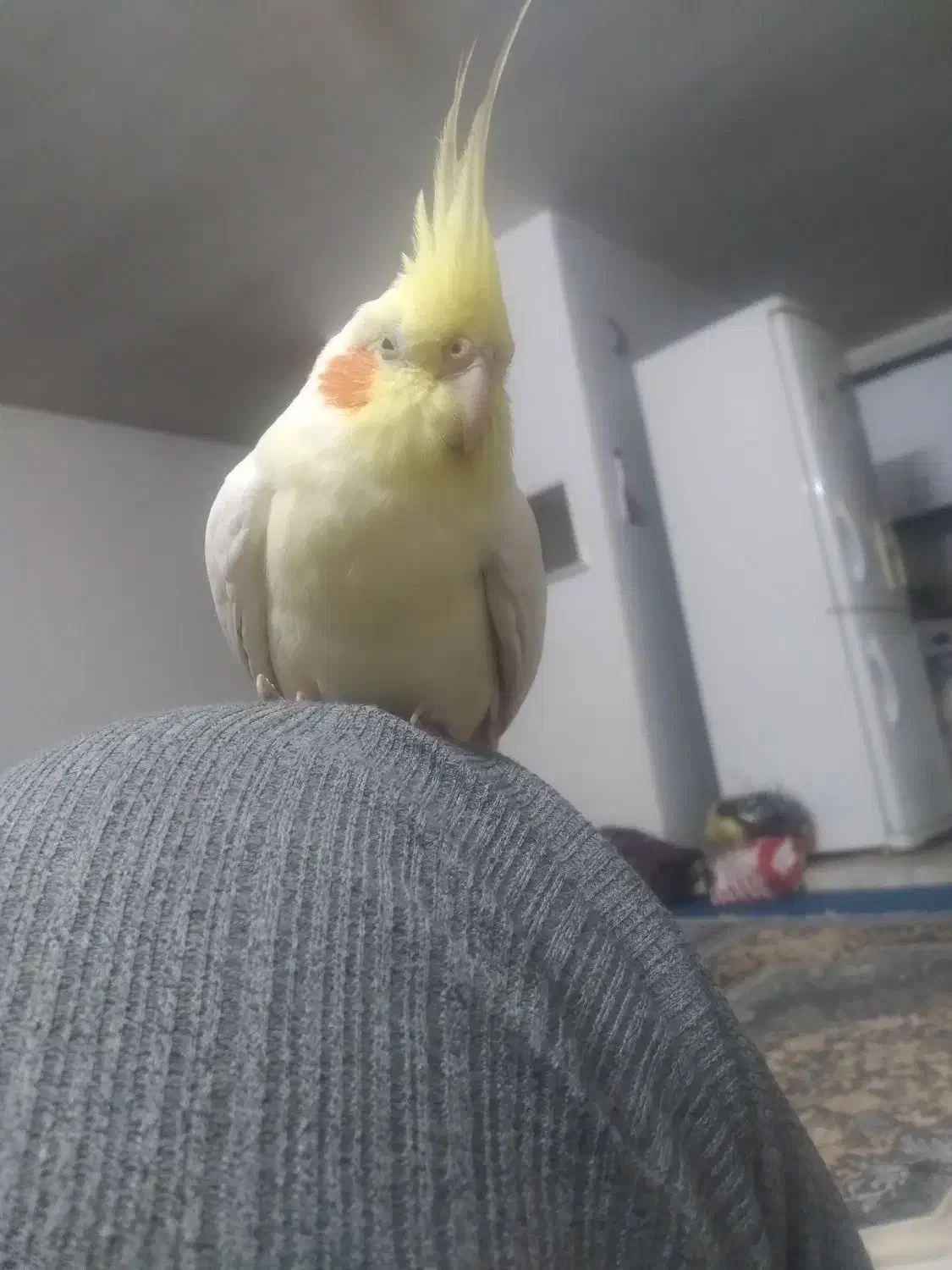 عروس هلندی دستی|پرنده|فولادشهر, مسکن مهر فولادشهر|دیوار