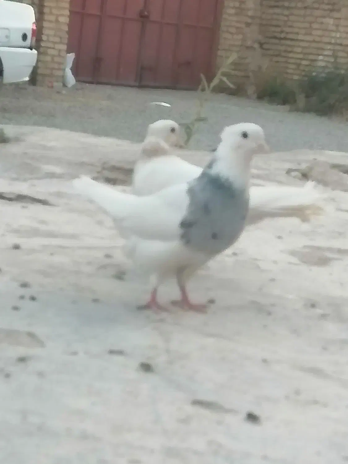 طوقی|پرنده|مرودشت, ثبت احوال|دیوار