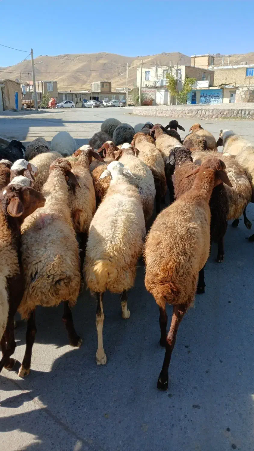جوان ومالچه ۳۴راس میش یا گوسفند آبستن داشتی|حیوانات مزرعه|سنندج, |دیوار