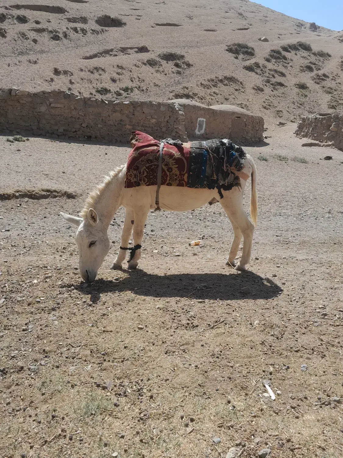 نر خر گله گی به شرط|حیوانات مزرعه|تربت جام, رضاآباد|دیوار