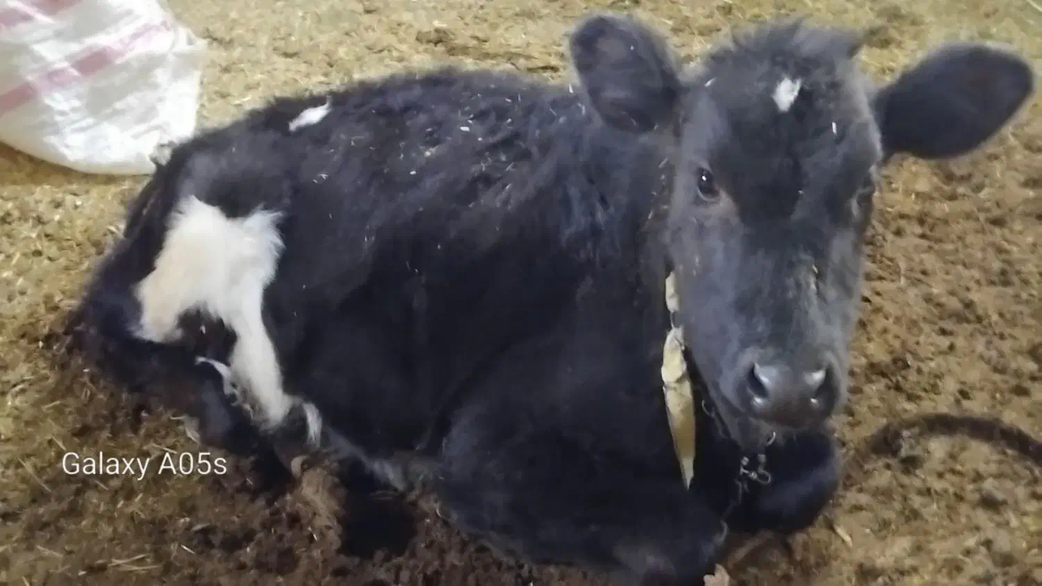 گوساله ماده هلشتاین|حیوانات مزرعه|کنگاور, |دیوار