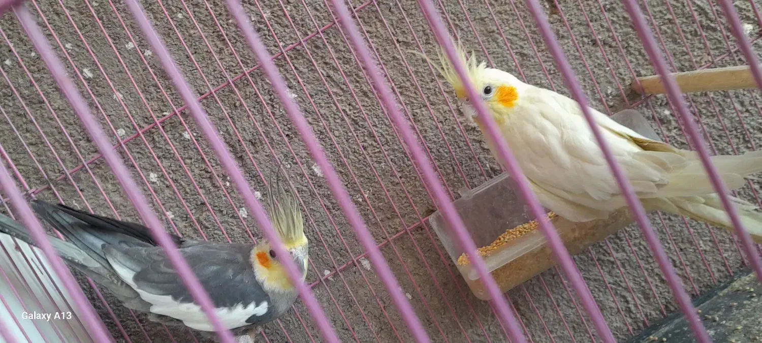 عروس هلندی|پرنده|سبزوار, رباط|دیوار