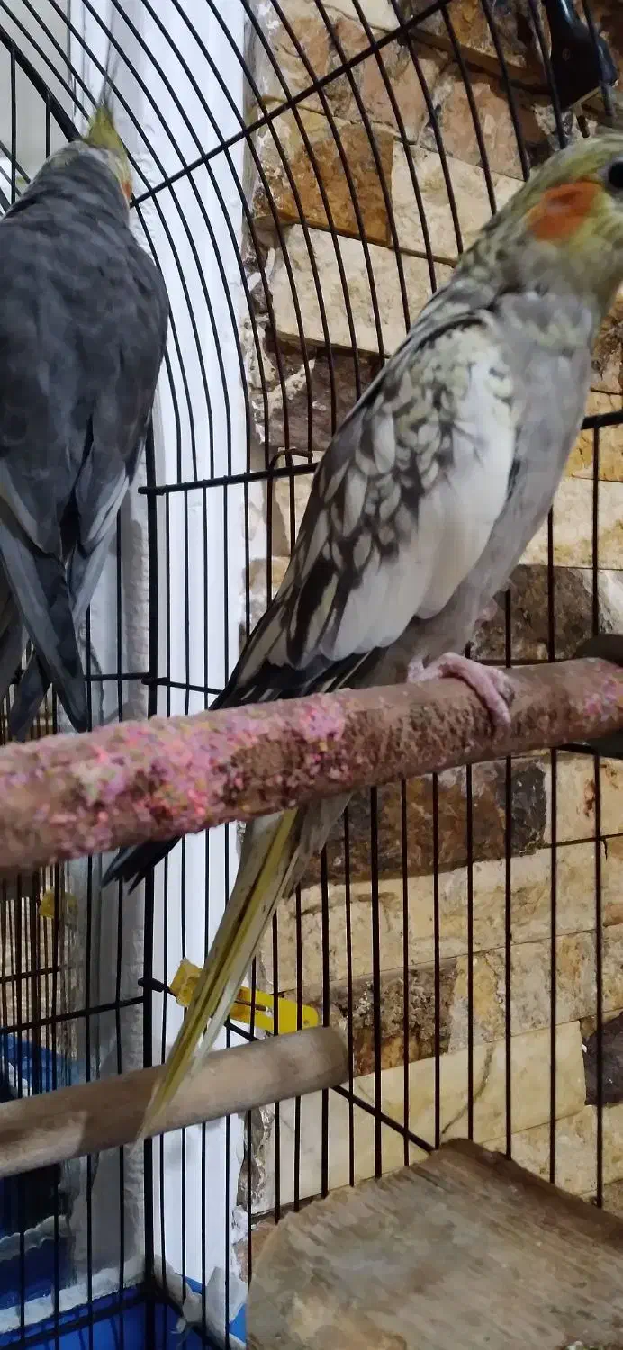 طوطی عروس|پرنده|لولمان, |دیوار