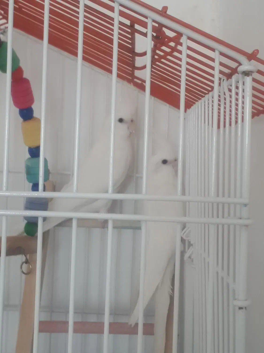 عروس هلندی آلبینو|پرنده|مرودشت, ژیان|دیوار