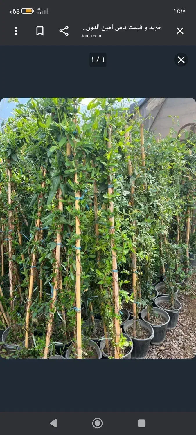 گل یاس رونده|گل و گیاه طبیعی|تربت جام, رضاآباد|دیوار