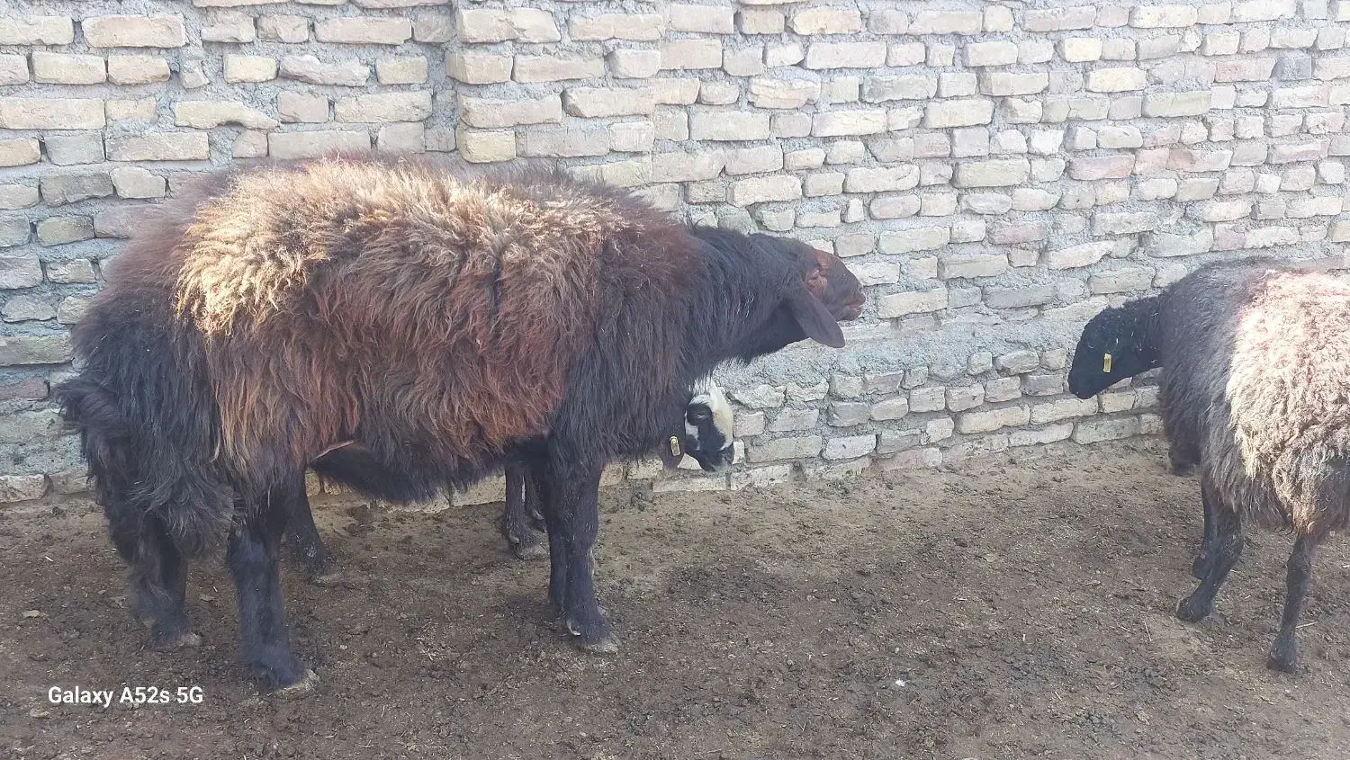 یک قوچ گردن کلف جوان|حیوانات مزرعه|سبزوار, قصبه شرقی|دیوار