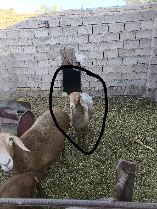 میش چینی|حیوانات مزرعه|خرانق, |دیوار