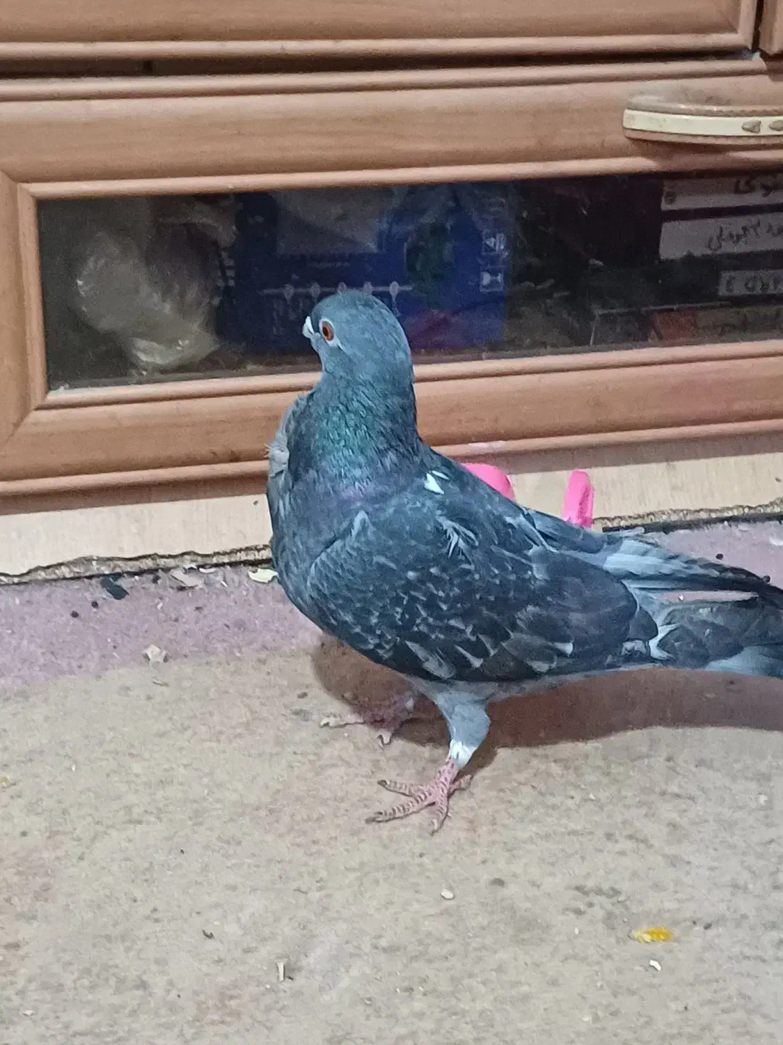 کبوتر پرنده دوعدد ماده|پرنده|شادگان, |دیوار