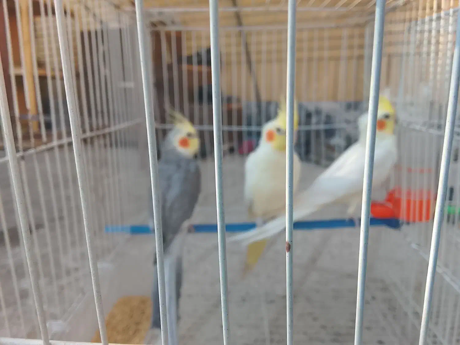 عروس هلندی|پرنده|مشهد, ادیب نیشابوری (شهرک غرب)|دیوار